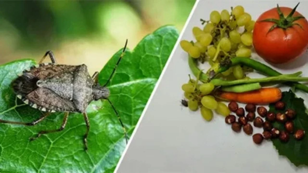 Kahverengi Kokarca İstilası! Tarım Alanları Ziyan Oluyor! Ulusal Felakete Doğru Gidiliyor