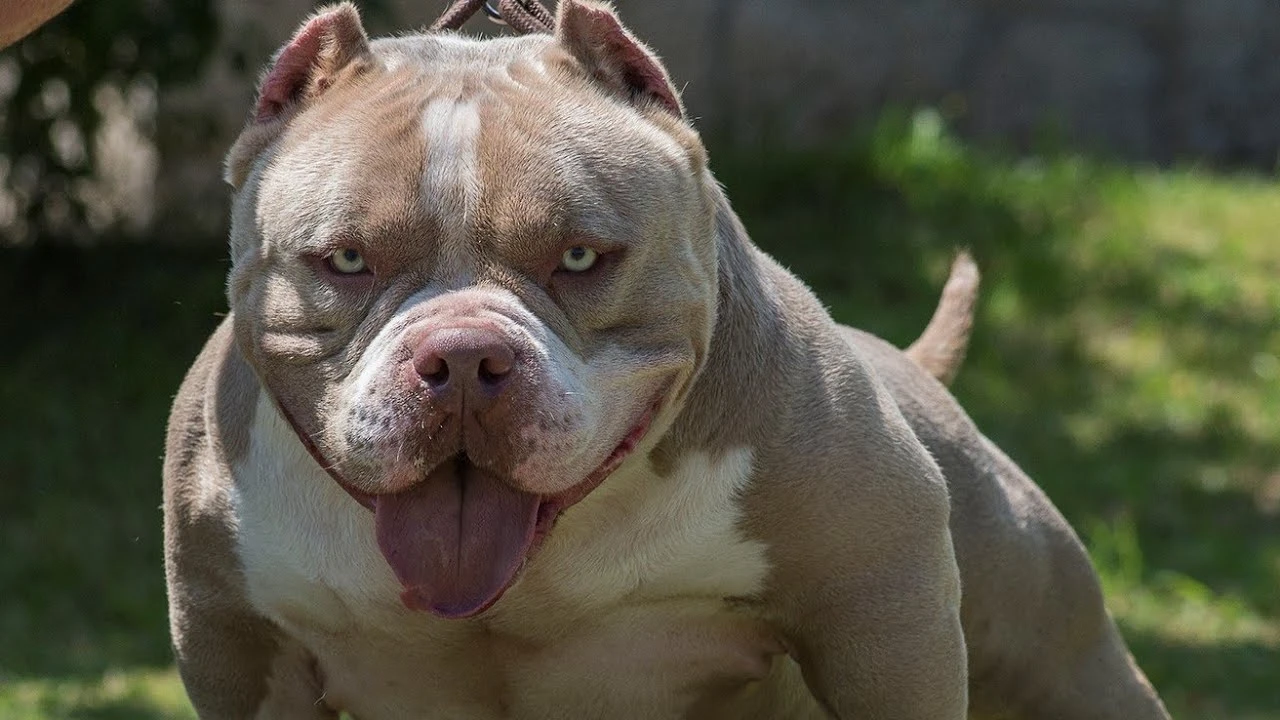 American Bully Türkiye'de Yasak Mı?