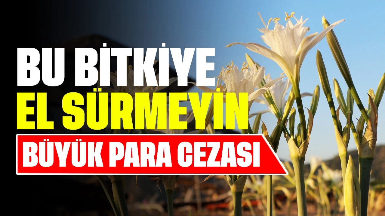 Bu Bitkiye Sakın El Sürmeyin! Koparanlar Büyük Ceza Alıyor