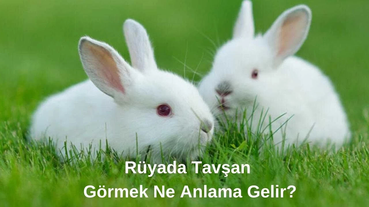 Rüyada Tavşan Görmek Ne Anlama Gelir?