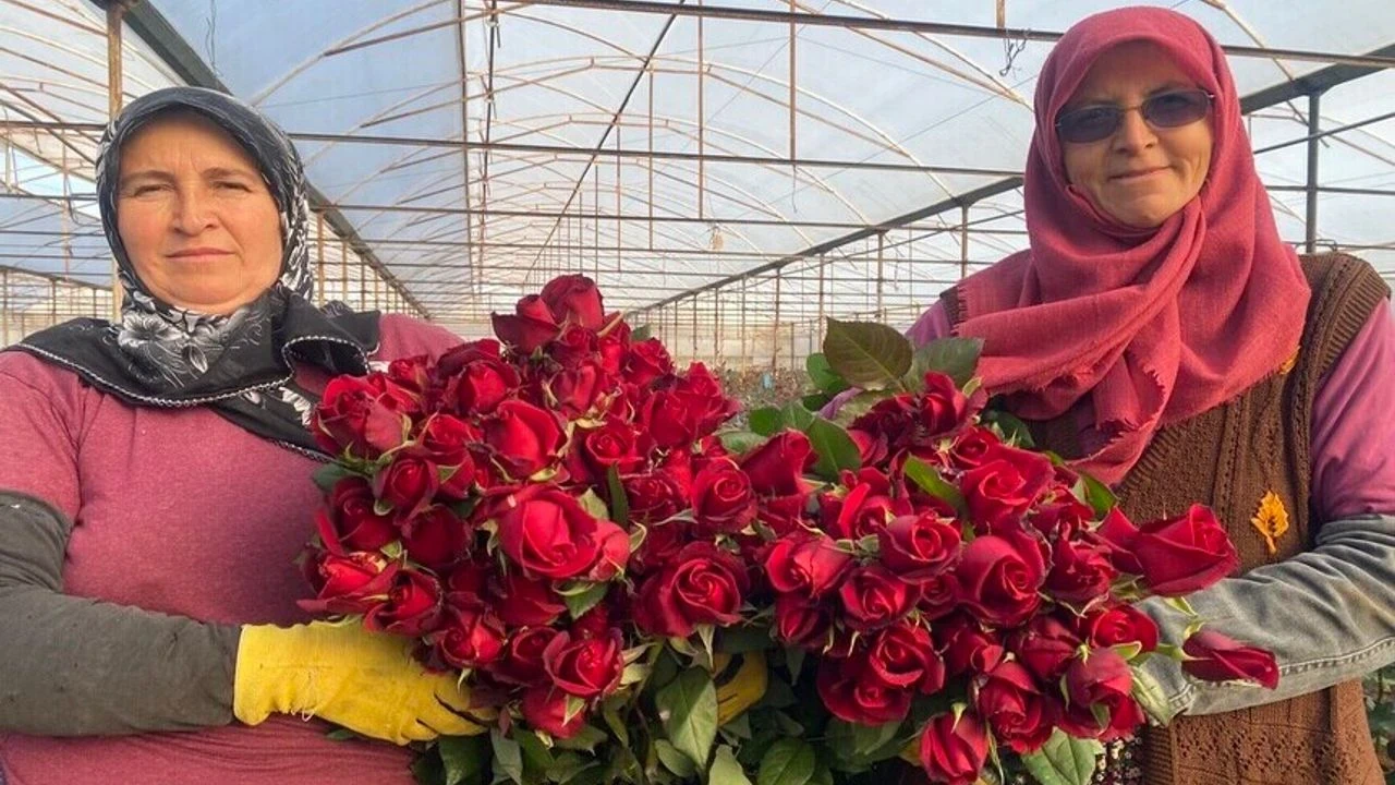 Sevgililer günü hazırlıkları başladı: Antalya'lı gül üreticilerinin yüzü gülüyor