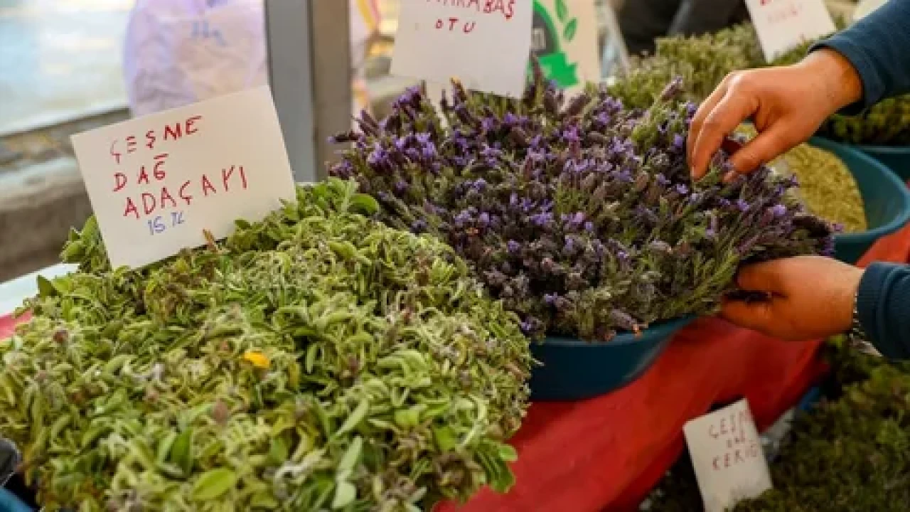 Alaçatı ot festivali başlıyor! Bu yılın yöresel ürünü ‘Kaya Koruğu’