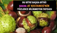 At Kestanesi Nedir, Faydaları Nelerdir?