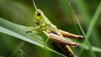 Rüyada Çekirge Görmek Ne Anlama Gelir?