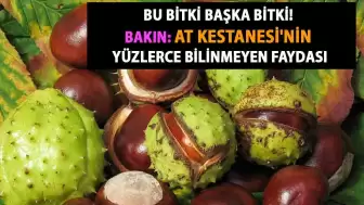 At Kestanesi Nedir, Faydaları Nelerdir?