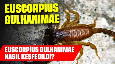 Euscorpius Gulhanimae Nedir? Euscorpius Gulhanimae Nasıl Keşfedildi?