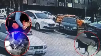 Başıboş Köpeklerin Saldırısına Uğradı! Akademisyen Meliha Yılmaz Canını Zor Kurtardı