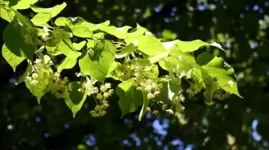 Rüyada Ihlamur Ağacı Görmek Ne Anlama Gelir?