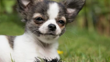 Fincan Köpek Cinsi Süs Türü Chihuahua (Şivava) Özellikleri