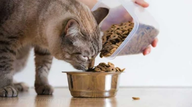 Kedi Beslemek Sünnet Midir? Evde Kedi Beslemenin İslam'daki Yeri