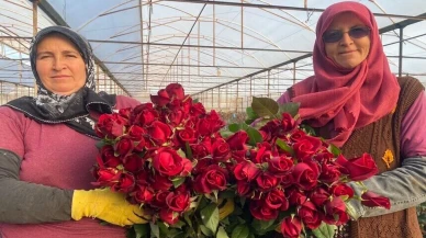 Sevgililer günü hazırlıkları başladı: Antalya'lı gül üreticilerinin yüzü gülüyor