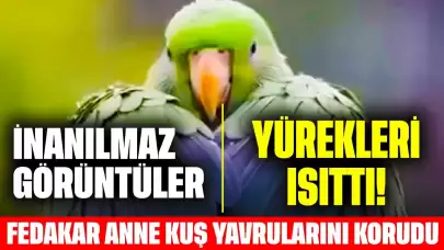 İnanılmaz Görüntüler Yürekleri Isıttı! Yağmur Altındaki Fedakar Anne Kuş Yavrularını Korudu