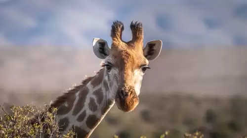 Rüyada Zürafa Görmek Ne Anlama Gelir?