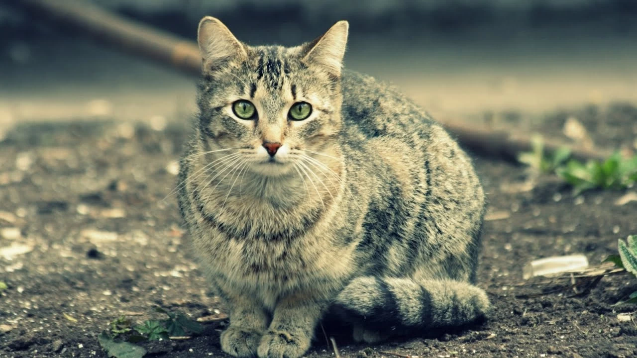 Rüyada Kedi Görmek Ne Anlama Gelir?