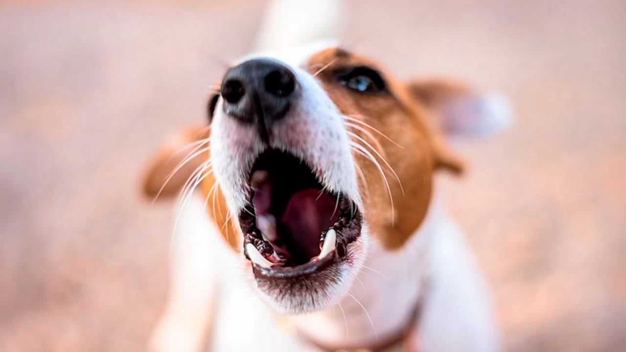 Rüyada Köpek Kovaladığını Görmek Ne Anlama Gelir?