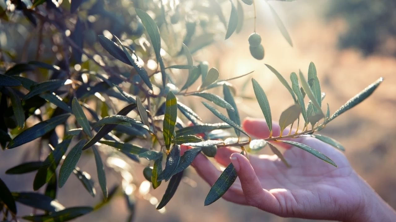 Zeytin Yaprağı Nedir? Faydaları Nelerdir?